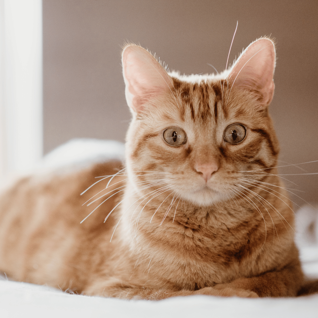 cat sitting on couch