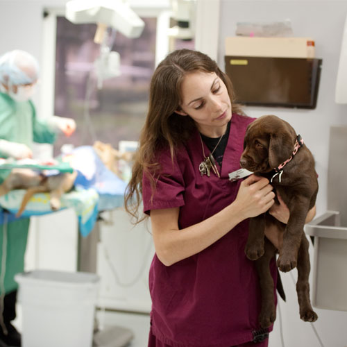 a vet smiling while holding a fluffy puppy in her arms