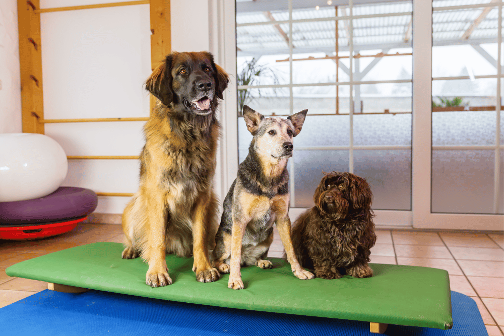 Three dogs sitting on a mat