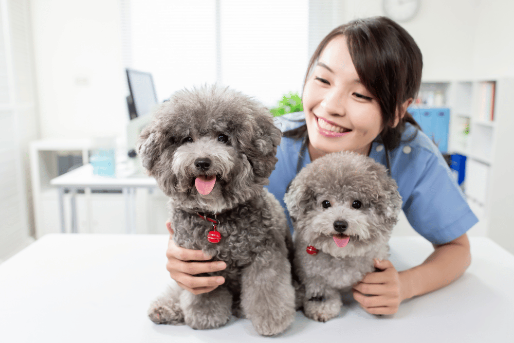 A woman holding two small dogs in clinic