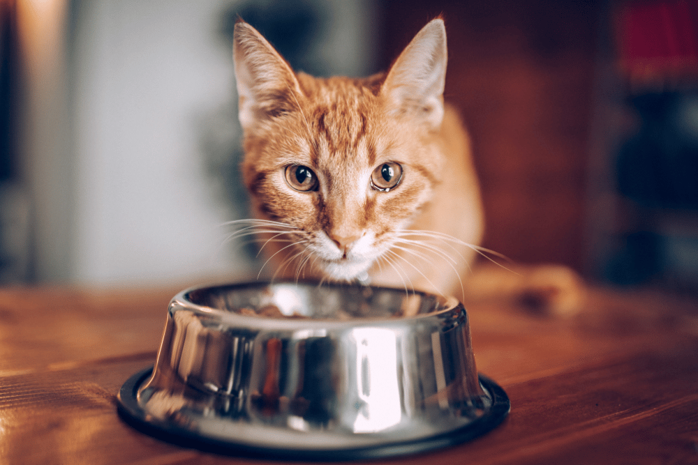 cat eating food from food bowl