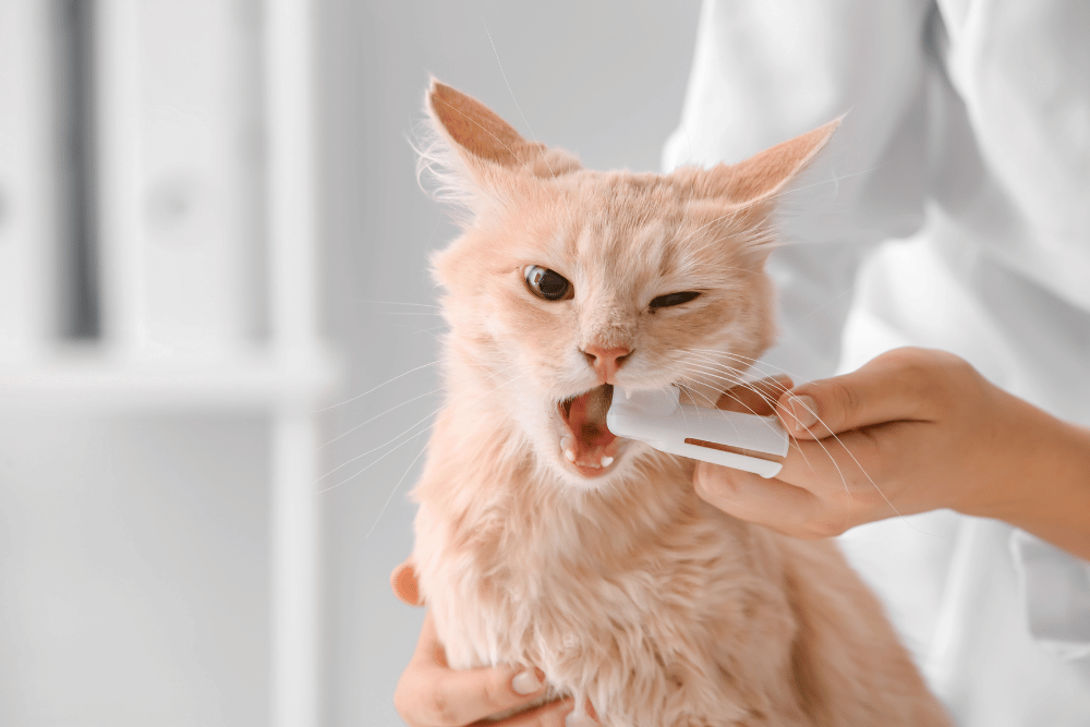 vet brushing cat teeth