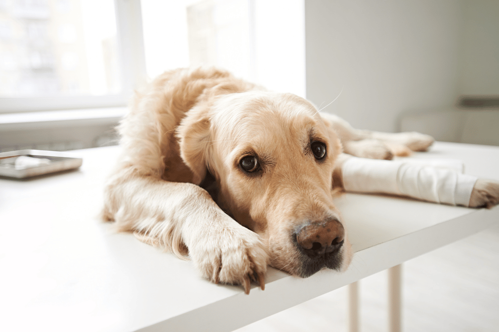 An injured dog with a bandage on its leg, calmly resting on a table