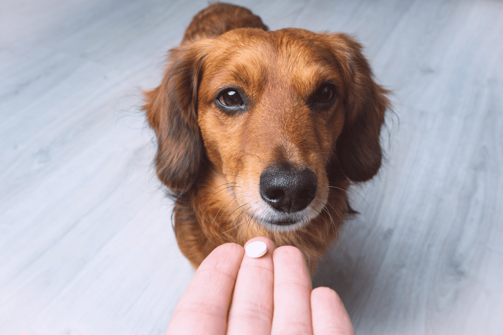 vet giving medicine to a dog