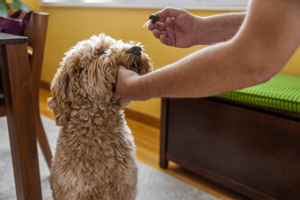 person giving syrup to dog 