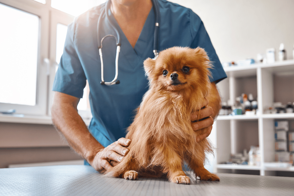 Vet gently holds a small dog