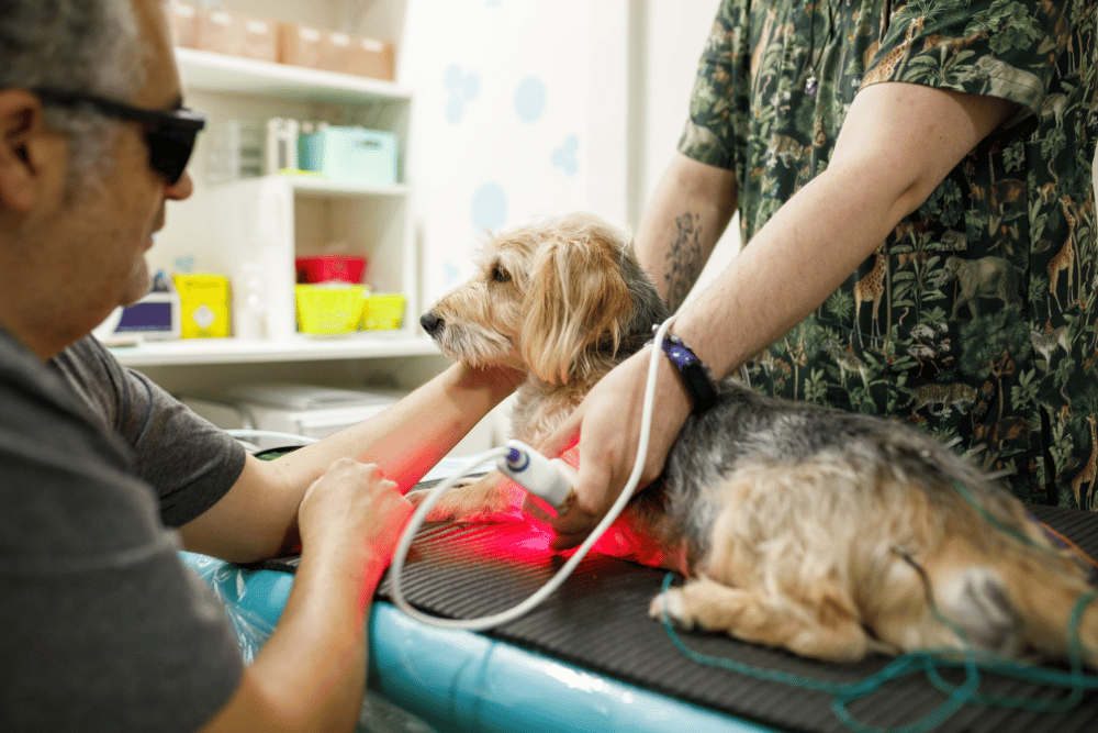 vet doing laser therapy to dog