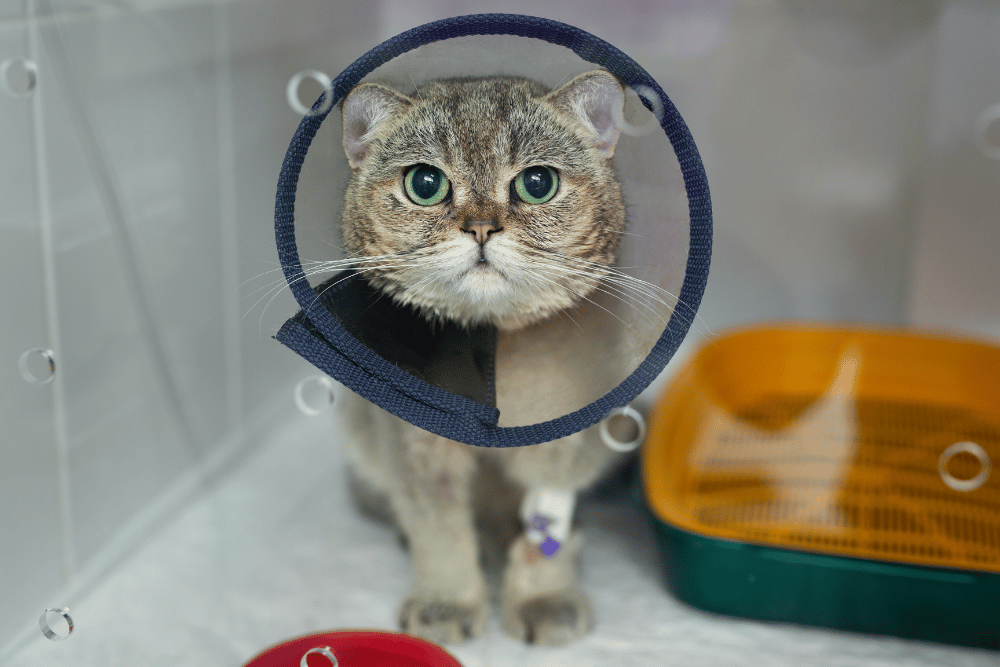 cat wearing surgery collar