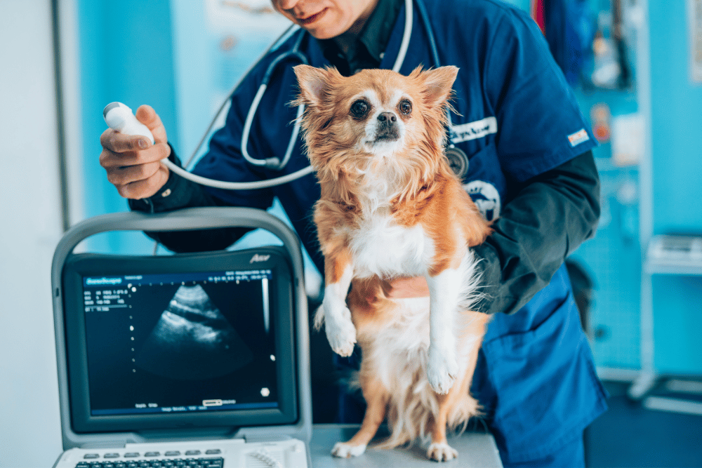 vet doing ultrasound of dog