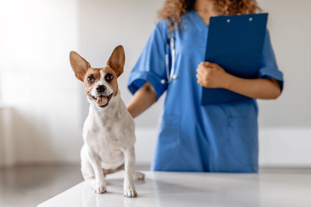 vet holding a dog 