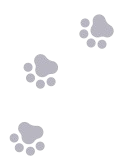 paw print paw prints